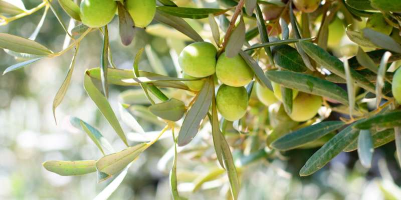 Zeytin Yaprağı Çayı Nedir ve Faydaları Nelerdir?